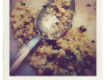 salade de quinoa à l’orientale