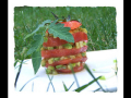 millefeuille tomate avocat